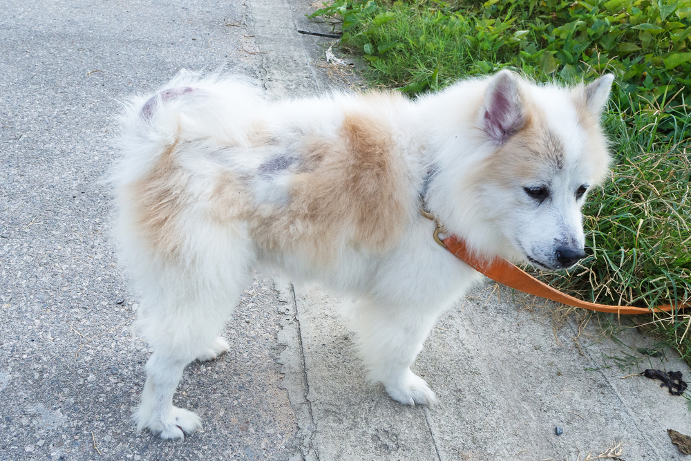 Close‑up of a dog’s irritated, inflamed skin with patches of hair loss and redness, showing signs of dermatitis and other common canine skin conditions such as allergies, itching, and irritation that may require veterinary care.