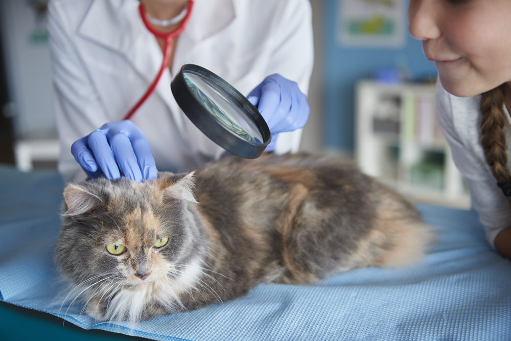 A veterinarian wearing gloves uses a magnifying glass to examine a long-haired cat lying on a veterinary table while a child watches closely.