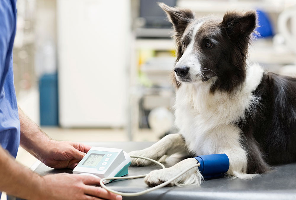 Black and white dog lying on a veterinary exam table while a person measures its blood pressure with a cuff on its leg.