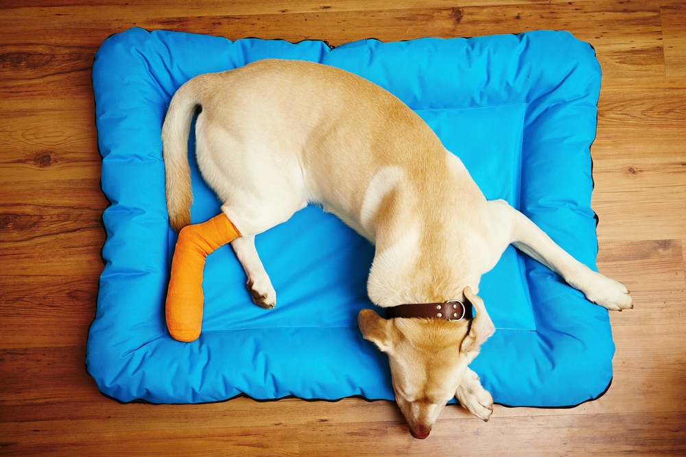 Dog recovering from an injury while resting, highlighting post-treatment care, pain management, healing support, and veterinary follow-up for a successful recovery.