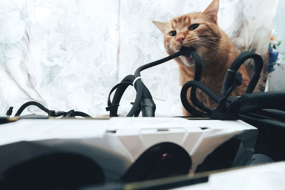 Cat exploring environment illustrating pet health and behavior care.