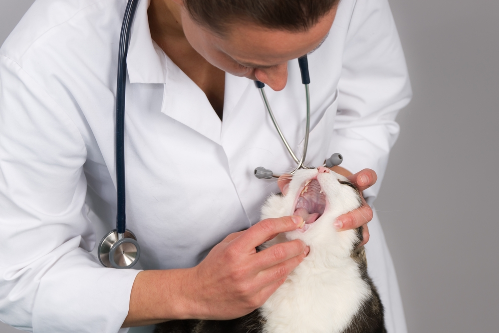 Veterinarian checking a cat’s teeth and mouth during a dental health examination