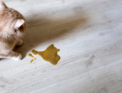 Why Does My Pet Keep Vomiting On and Off for Weeks?