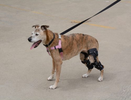 Does My Dog’s Torn Cruciate Ligament Really Need Surgery?