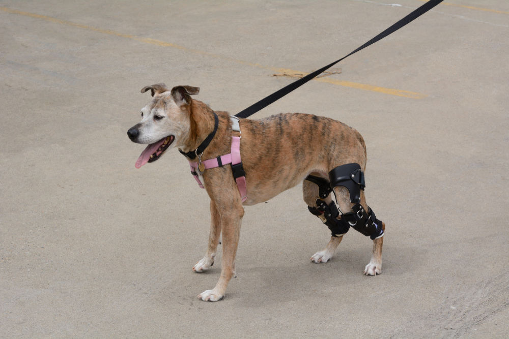 Veterinarian assessing a dog with a CCL tear for TPLO surgery, highlighting orthopedic treatment, knee stabilization, pain relief, and recovery from ligament injuries.