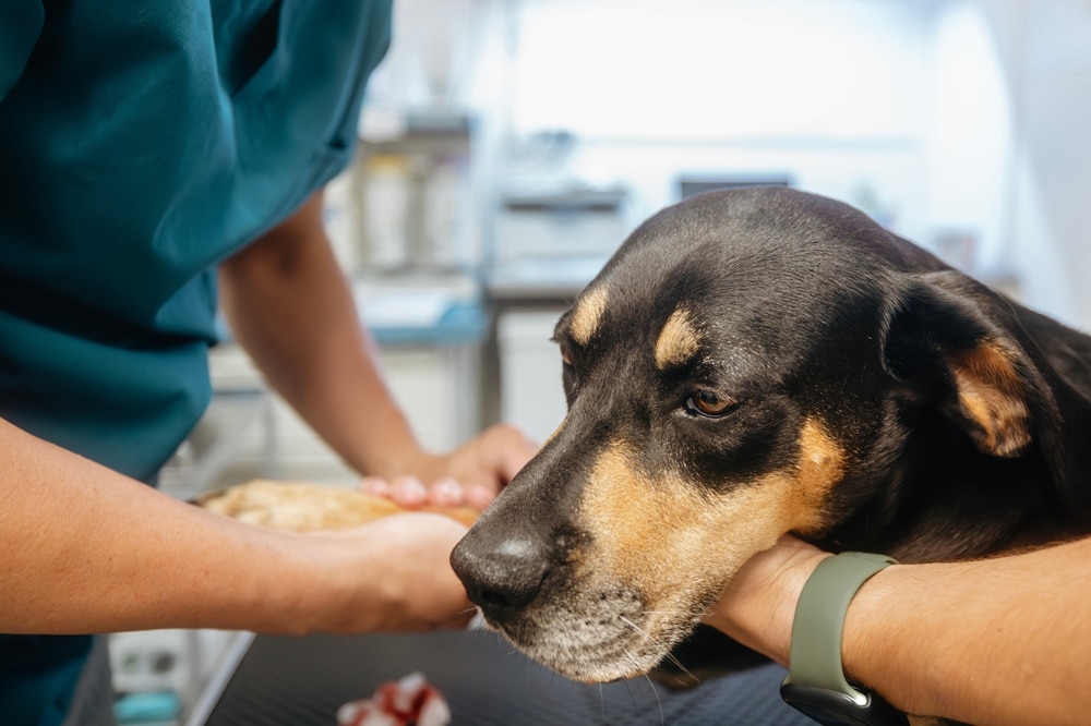 Veterinarian examining a dog to diagnose an underlying illness or medical condition.