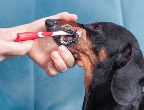 How Much Difference Does At-Home Dental Care Actually Make for Pets?