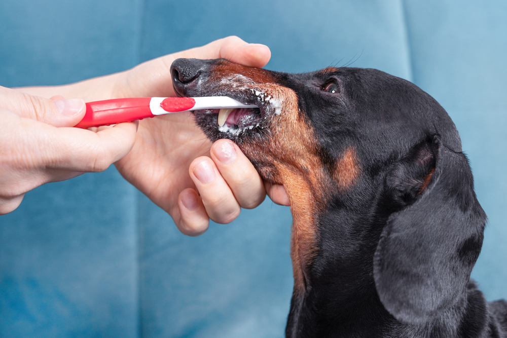 Dog receiving oral hygiene and dental care treatment to support healthy teeth and gums